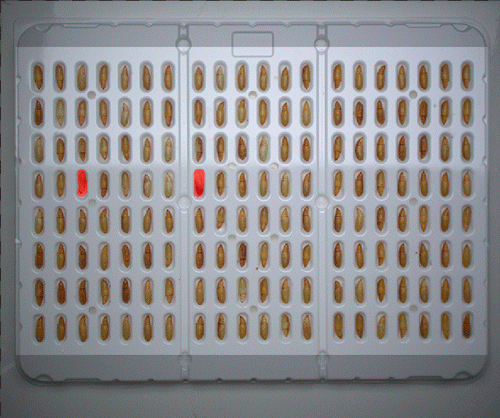 Deep Learning - Control de larvas vivas