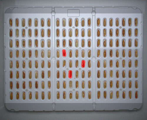 Deep Learning - Control de larvas vivas